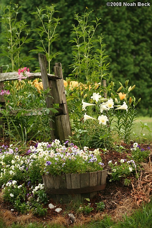 July 19, 2008: flowers at the end of the rail fence