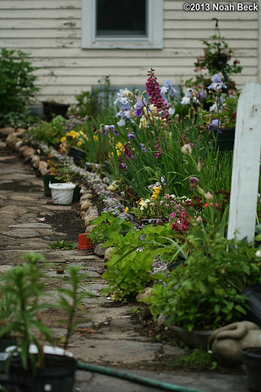 June 7, 2013: Flowers along the front walkway in early June