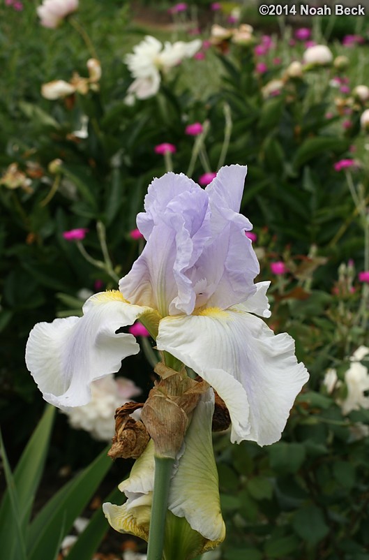 June 2, 2014: Flowers in my mother&#39;s garden