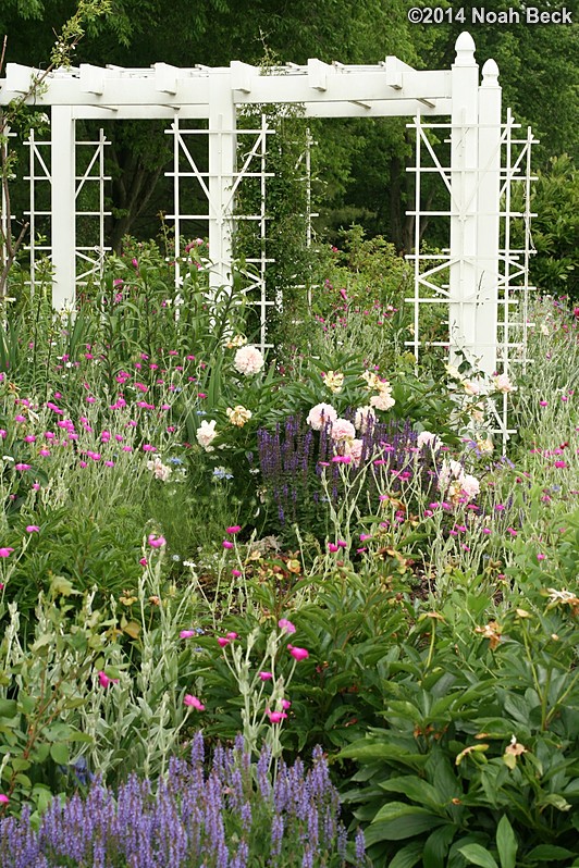 June 2, 2014: Flowers in my mother&#39;s garden