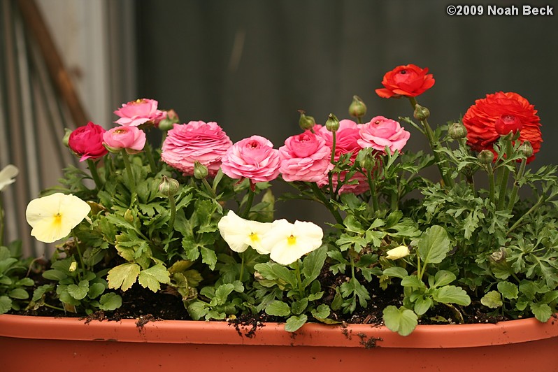 April 18, 2009: flowers in a planter outside the kitchen