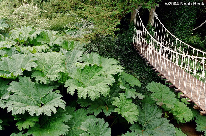 July 4, 2004: A foot bridge and some very large-leafed plants.