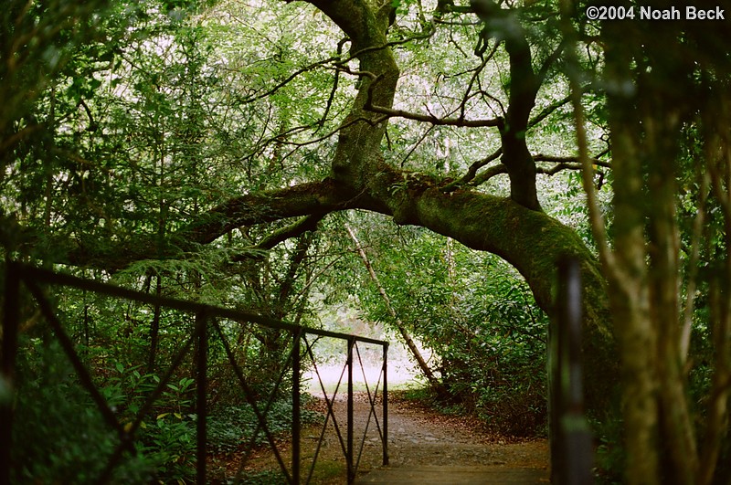 July 4, 2004: Foot bridge under a tree