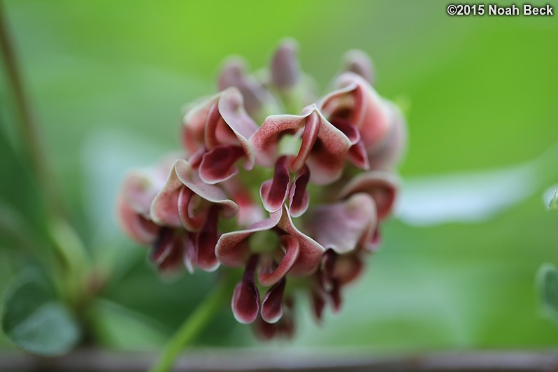 August 15, 2015: Found native wisteria growing between the orchard and the creek