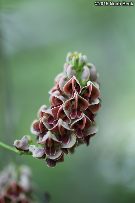 August 15, 2015: Found native wisteria growing between the orchard and the creek