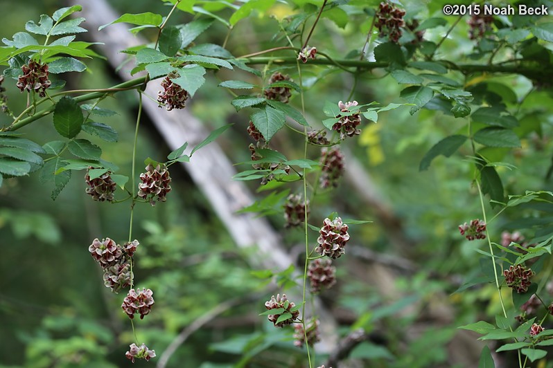 August 15, 2015: Found native wisteria growing between the orchard and the creek