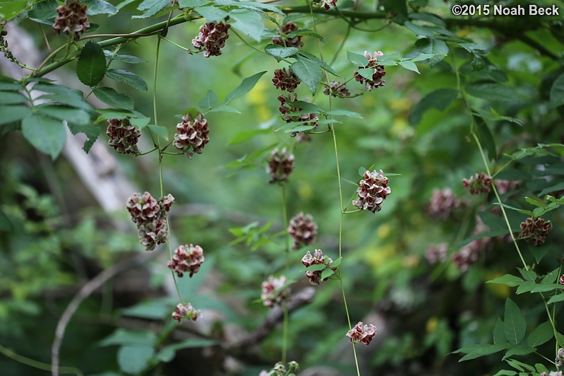 August 15, 2015: Found native wisteria growing between the orchard and the creek