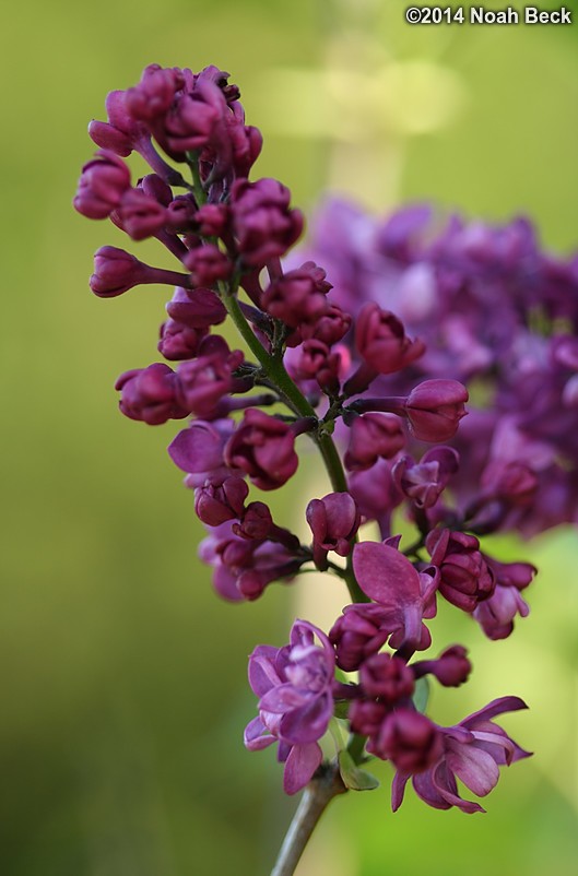 May 24, 2014: French lilac