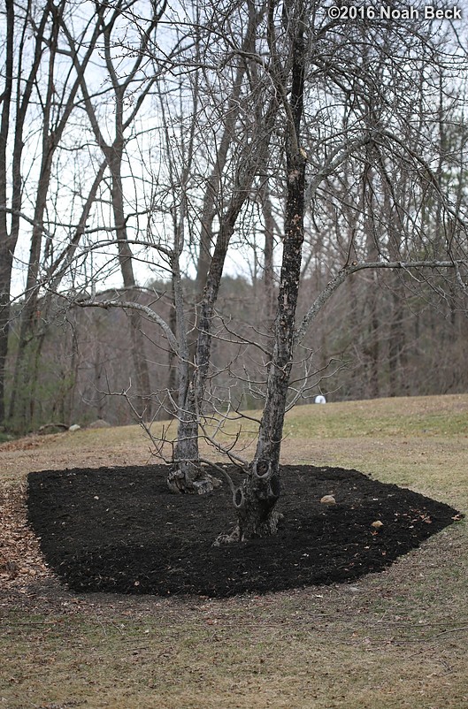March 20, 2016: Fresh annual mulch on the apple trees