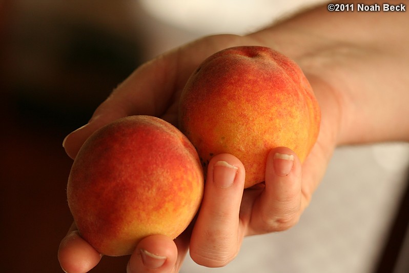 August 13, 2011: More fresh ripe peaches