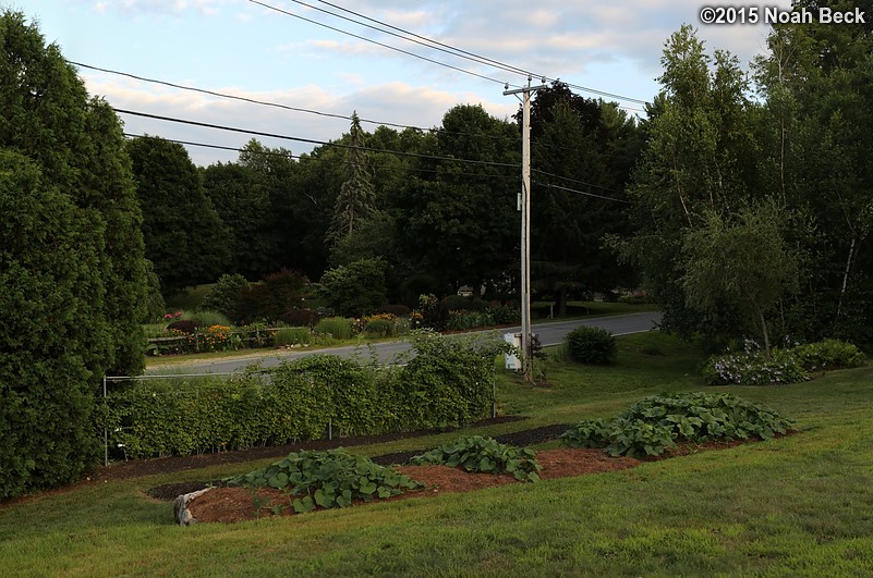 July 22, 2015: Front yard plus Carl&#39;s gardens