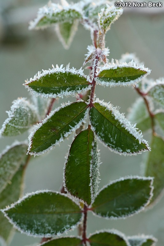 November 19, 2012: Frost on rose leaves