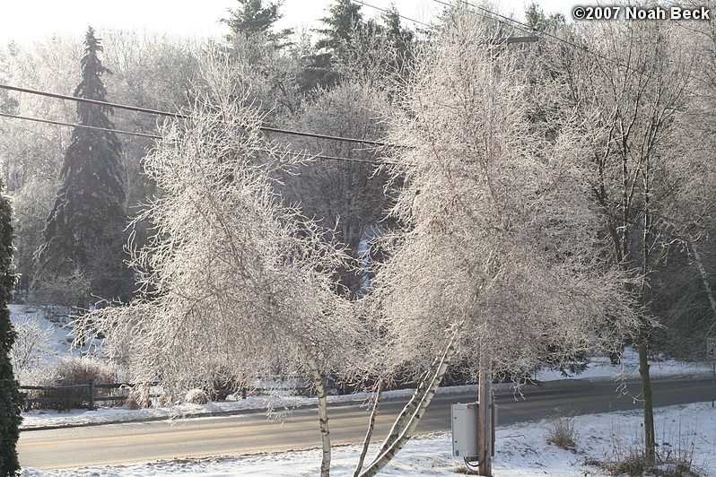 December 11, 2007: Frost on trees in the yard