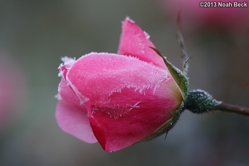 October 29, 2013: Frosted rose