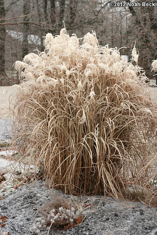 December 17, 2012: Frozen grass