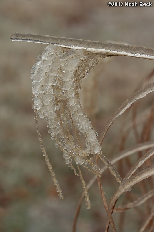 December 17, 2012: Frozen grass