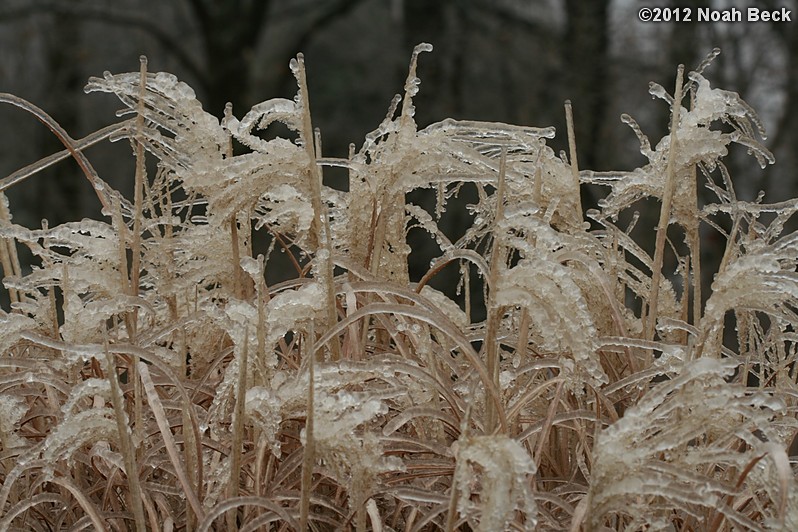 December 17, 2012: Frozen grass