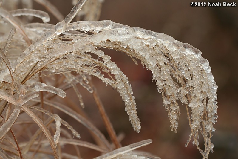 December 17, 2012: Frozen grass