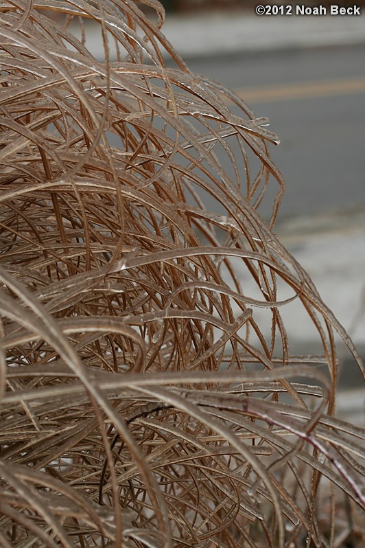 December 17, 2012: Frozen grass