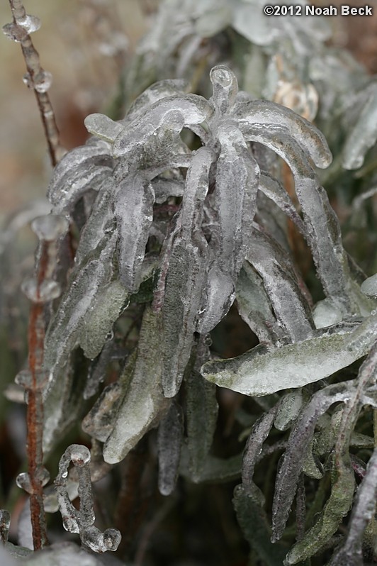 December 17, 2012: Frozen sage