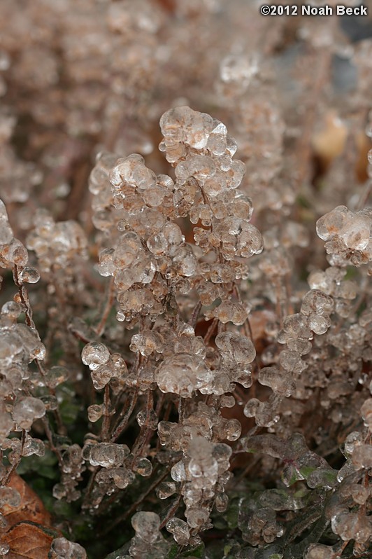 December 17, 2012: Frozen thyme