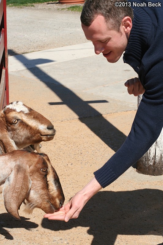 April 22, 2013: Gabe feeding a goat at Young&#39;s Dairy