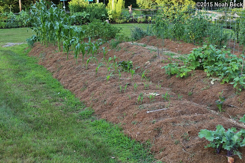 July 22, 2015: Garden with corn, beans, potatoes, kale, and tomatoes