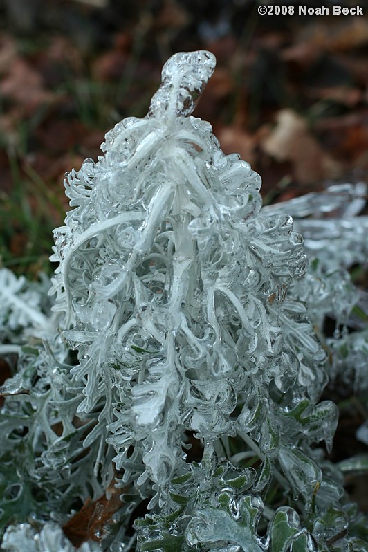 December 14, 2008: a garden plant encased in ice storm ice