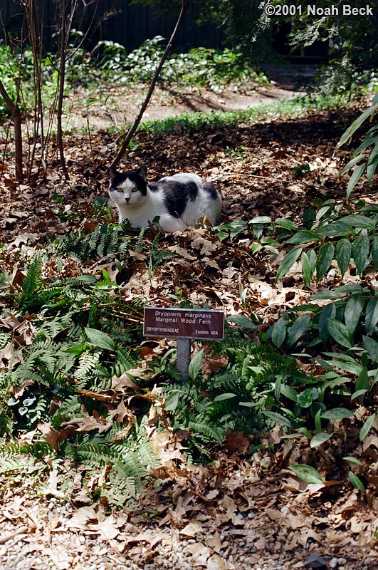 April 29, 2001: Garden in the Woods official garden cat in a fern patch