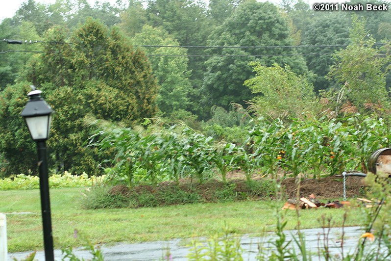 August 28, 2011: Gardens during Hurricane Irene