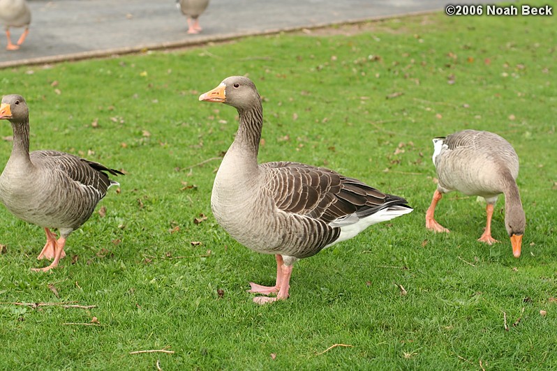 October 26, 2006: Geese by the coast in Grimsby, Lincolnshire, England