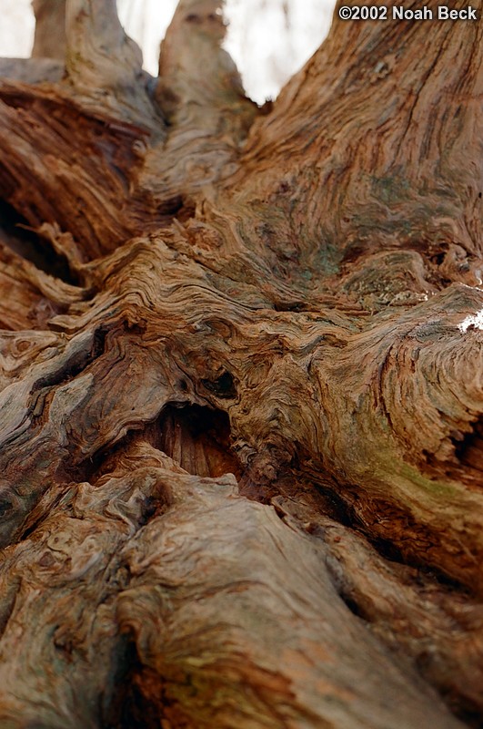 March 3, 2002: Gnarled tree near Maine&#39;s coast