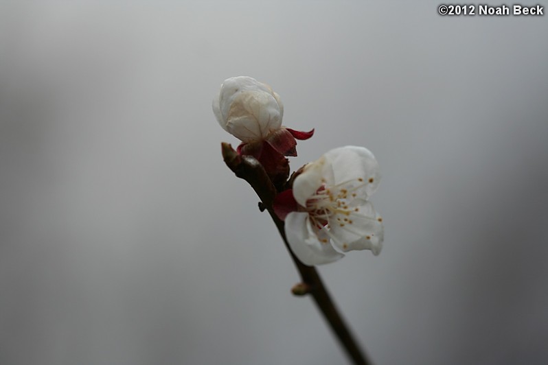 April 4, 2012: Goldcot Apricot tree only had two blossoms this year