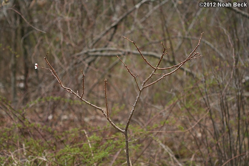 April 4, 2012: Goldcot Apricot tree only had two blossoms this year