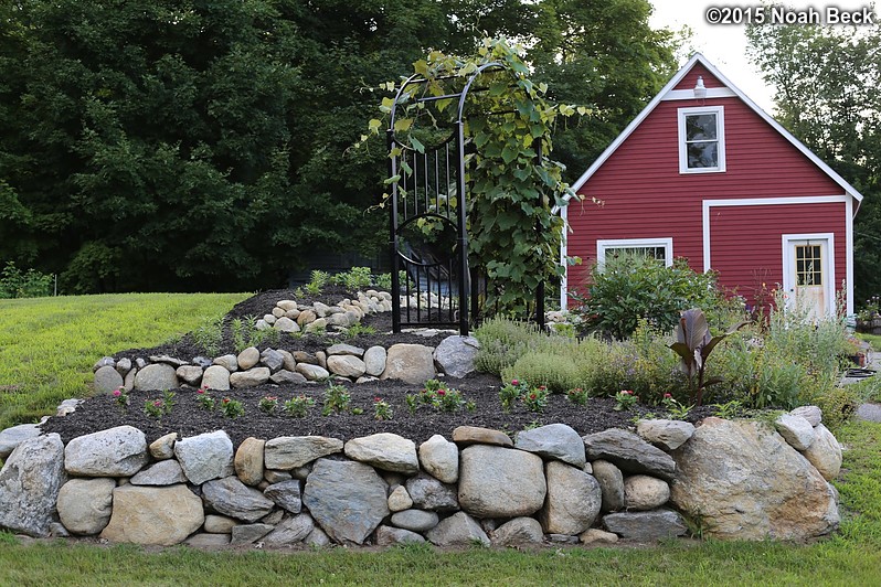 July 22, 2015: Grape arbor and flower garden