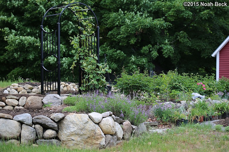 May 31, 2015: Grape arbor in terraced garden