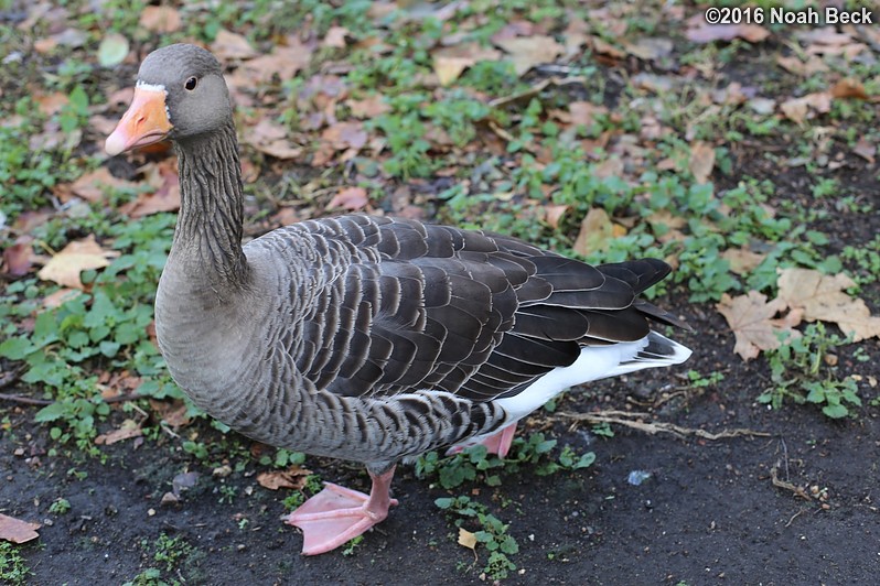 October 18, 2016: A greylag goose near St James&#39;s Park Lake