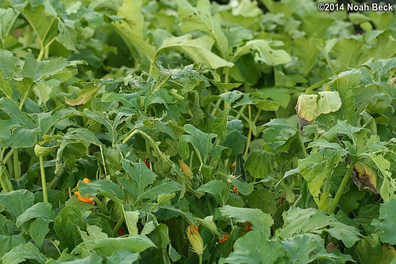 August 7, 2014: Hail damage in the squash patch