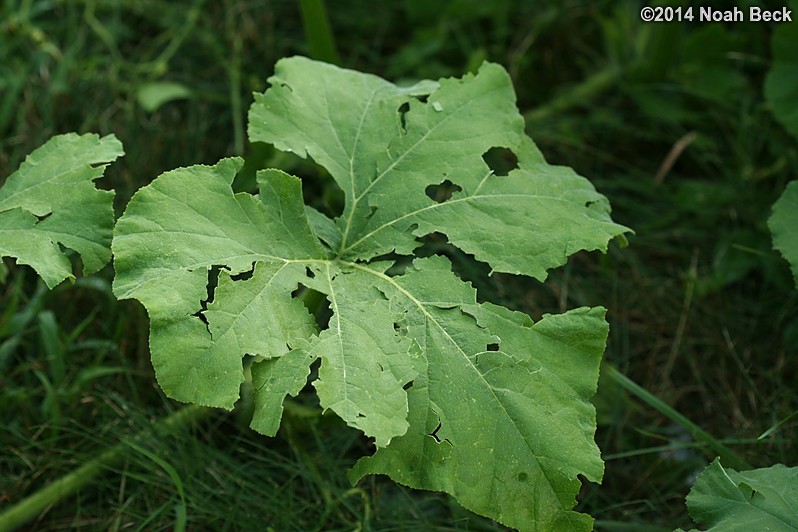 August 7, 2014: Hail damage in the squash patch