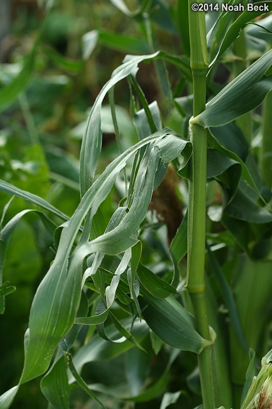 August 7, 2014: Hail damage on the sweet corn