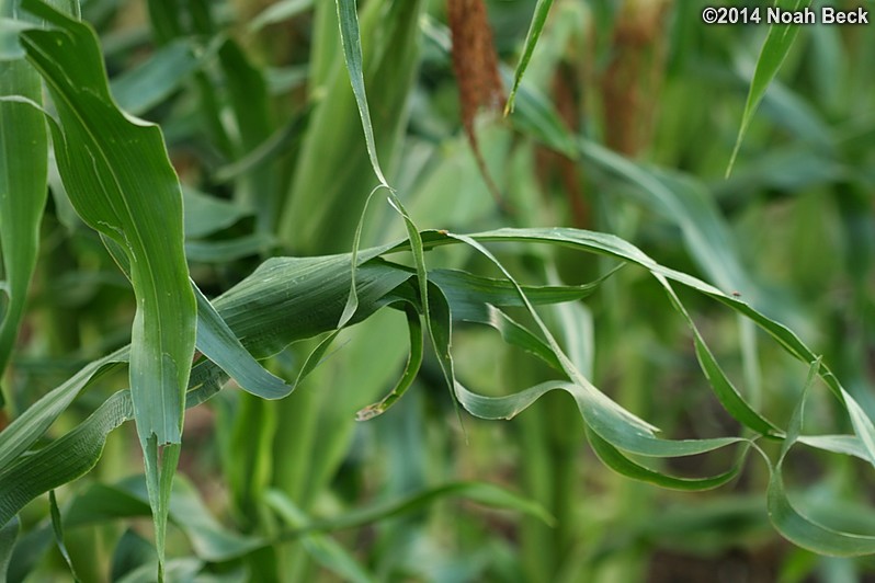 August 7, 2014: Hail damage on the sweet corn