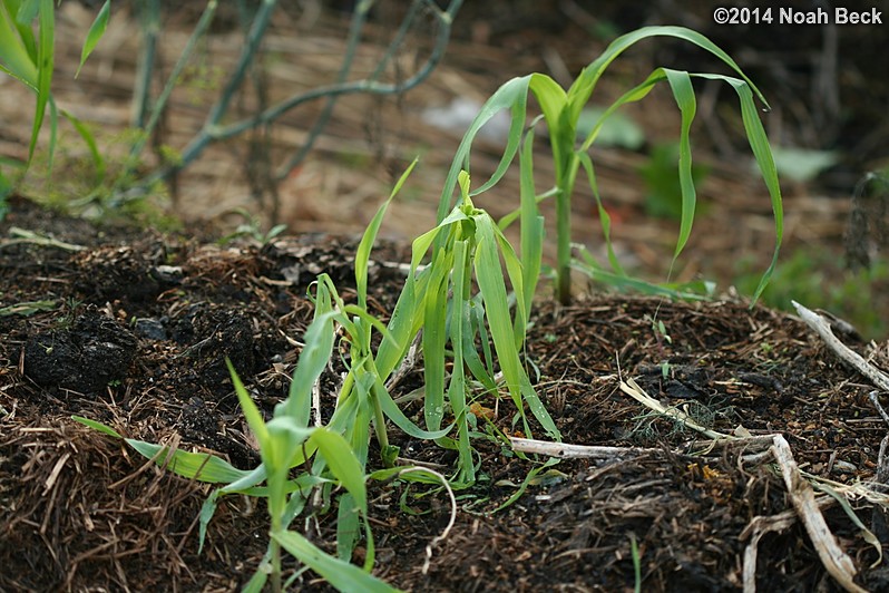 August 7, 2014: Hail damage on the sweet corn