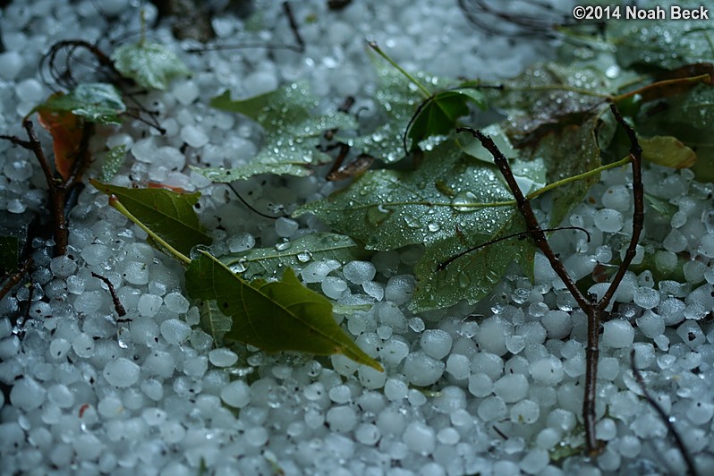 August 7, 2014: Hail stones remaining from a storm a few hours earlier