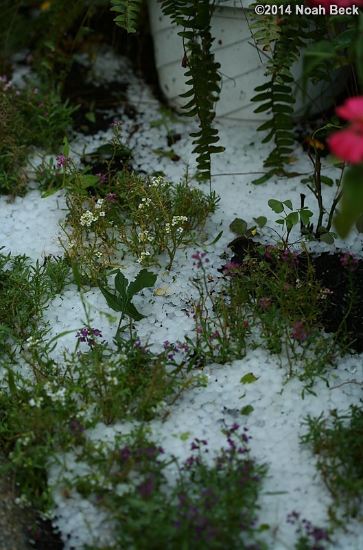 August 7, 2014: Hail stones remaining from a storm a few hours earlier