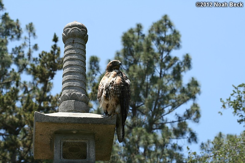 June 14, 2012: a hawk at the Japanese garden