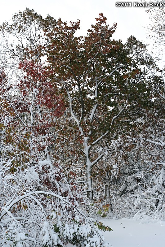 October 30, 2011: a heavy snow on the morning of Oct 30, knocked out power to many New England towns