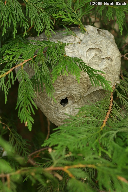 September 8, 2009: A hornets&#39; nest in the arborvitae next to the front door of the house