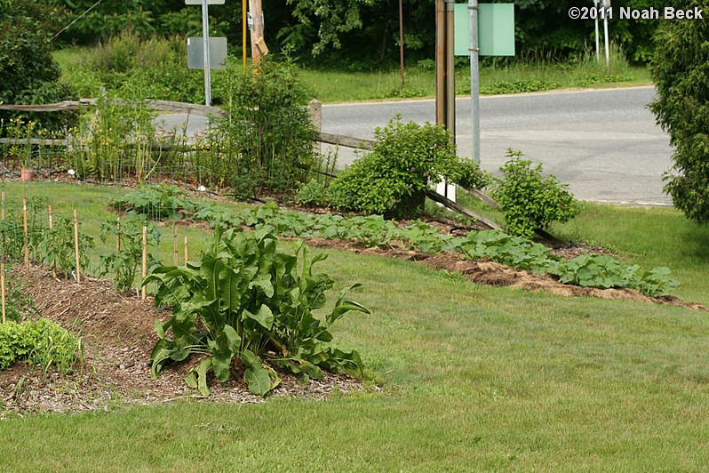 June 26, 2011: horseradish and a few tomatoes in the foreground, squash patch going down the hill, and many budding lilies in the background