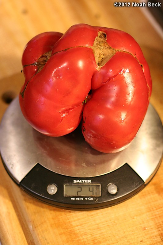 September 4, 2012: Huge Brandy Boy tomato