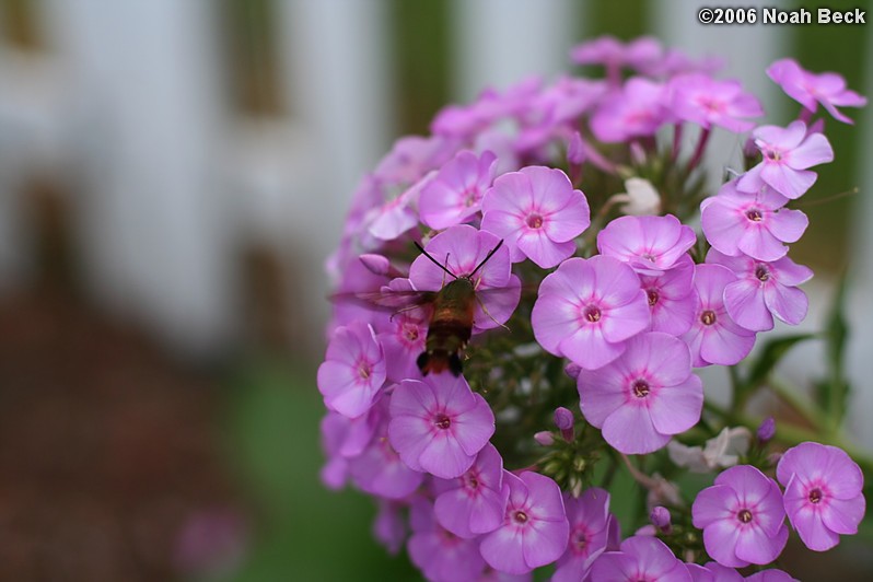 August 3, 2006: Hummingbird clearwing moth getting nectar from phlox in the garden